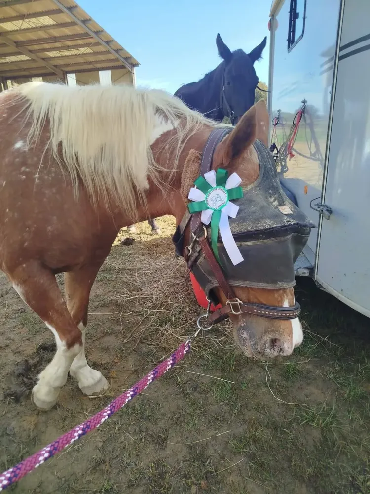 Dressage Une belle performance au Oulga