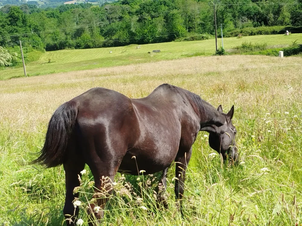 pension pour chevaux (1)