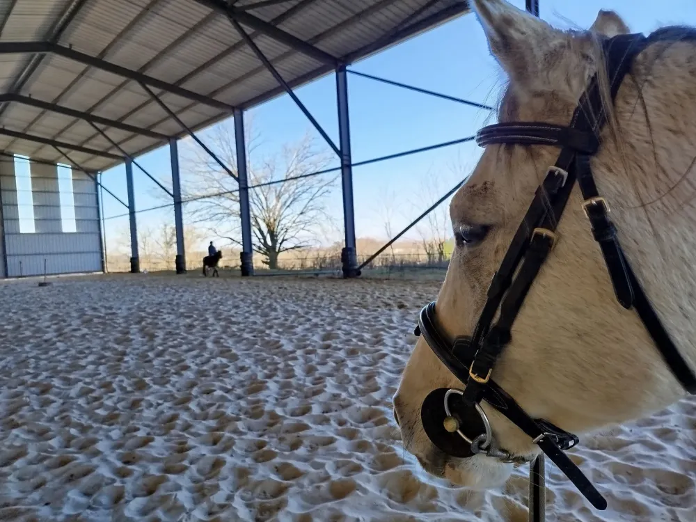 travail du cheval (7)